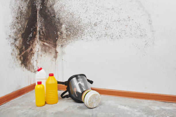 Best Localized Mold Remediation (e.g., coastal areas, humid climates) in South Dos Palos, CA