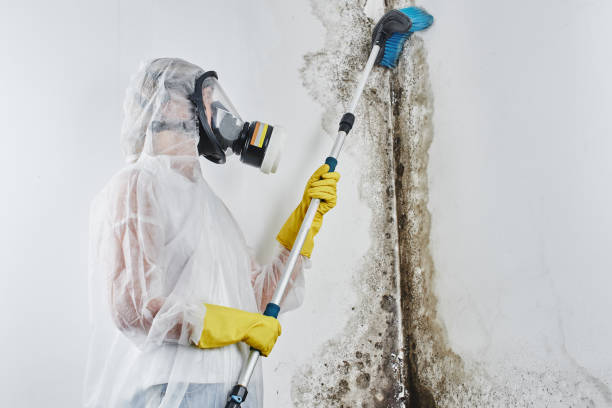 Best Preventive Mold Services in South Dos Palos, CA