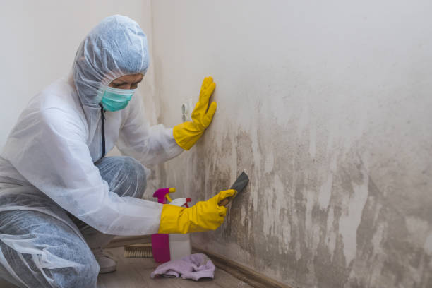 Best Attic Mold Remediation in South Dos Palos, CA