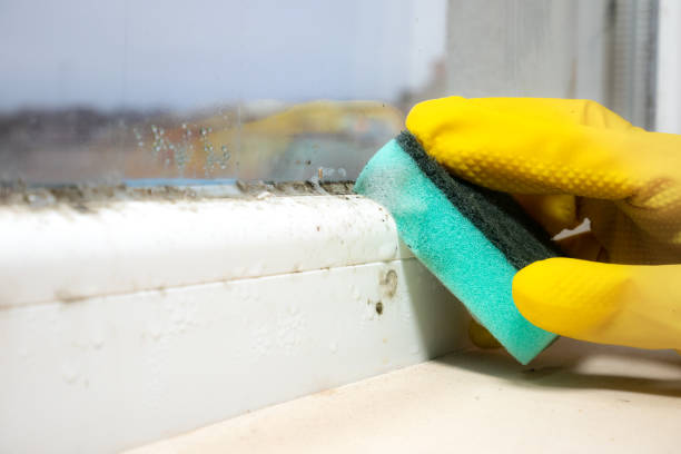 Best Mold Remediation for Schools in South Dos Palos, CA