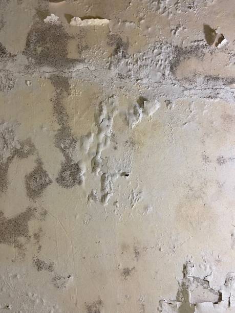 Best White Mold Remediation in South Dos Palos, CA