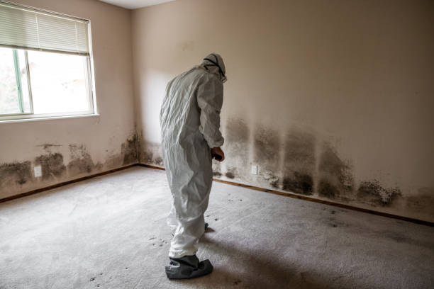 Best Bathroom Mold Remediation in South Dos Palos, CA