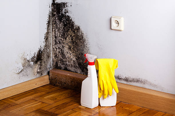 Best Insurance-Related Mold Remediation in South Dos Palos, CA
