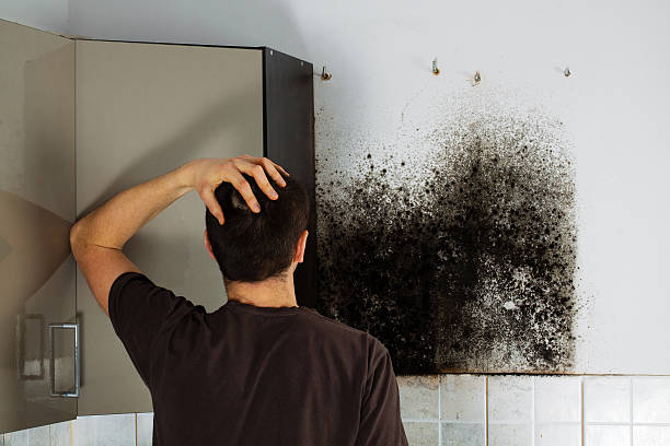 Best Mold Testing and Inspection Services in South Dos Palos, CA
