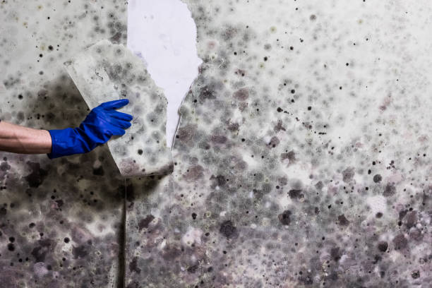 Best Commercial Mold Remediation in South Dos Palos, CA
