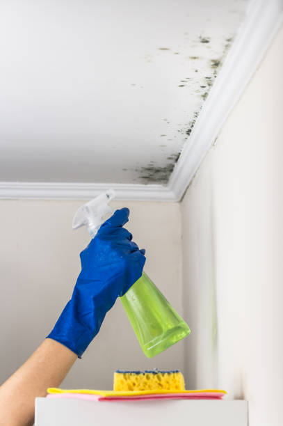Best DIY Mold Remediation Support Services in South Dos Palos, CA