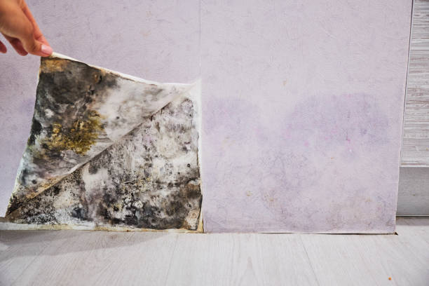 Best Mold Remediation for Schools in South Dos Palos, CA
